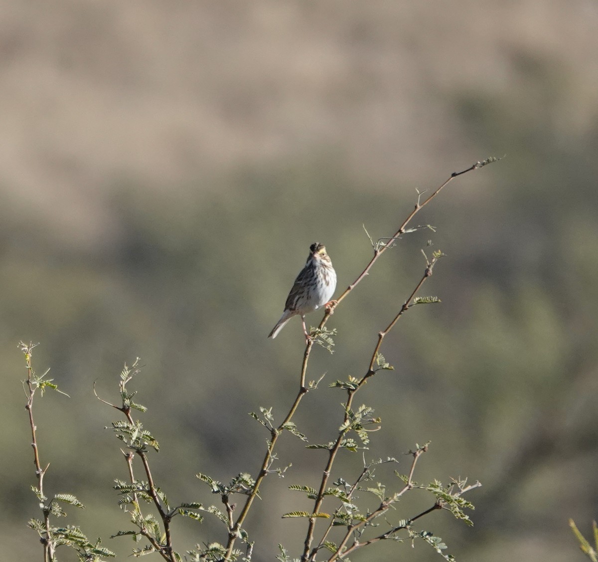 Chingolo Sabanero - ML647333139