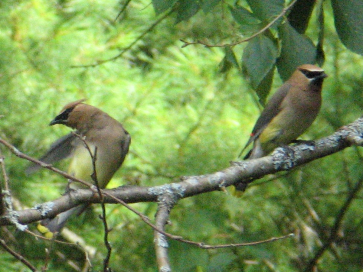 Cedar Waxwing - ML647333140