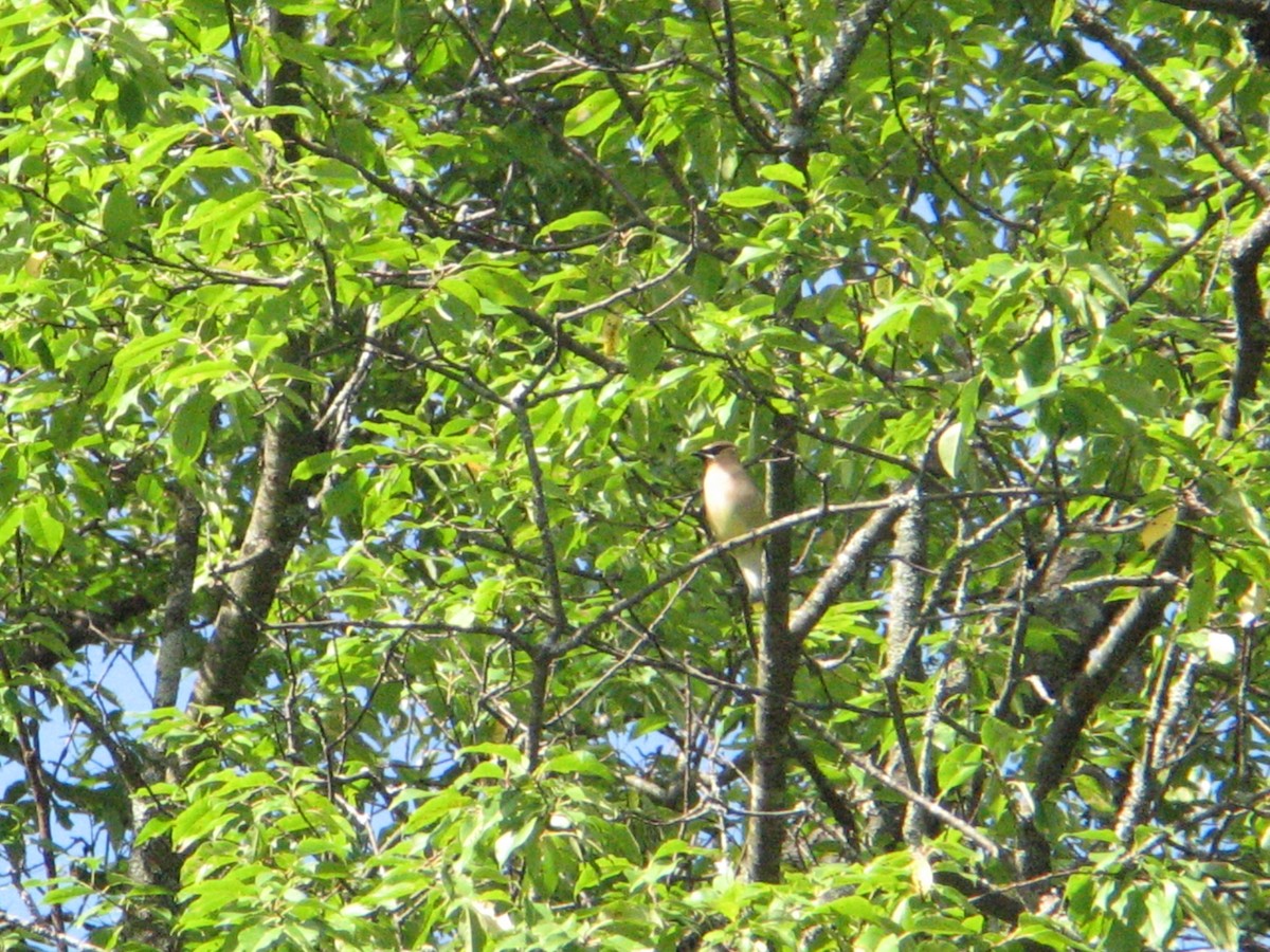 Cedar Waxwing - ML647333141