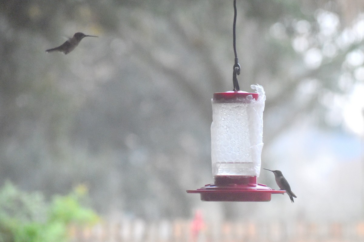 Ruby-throated Hummingbird - ML647333142