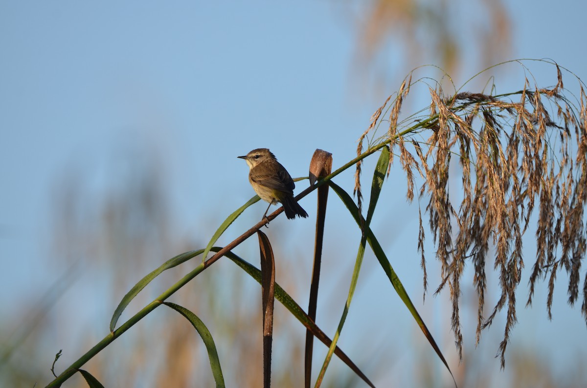 Palm Warbler - ML647333143