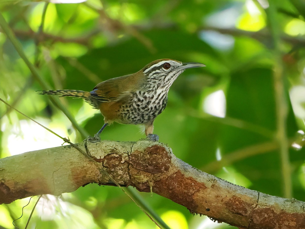 Fleckenbrust-Zaunkönig - ML647333147