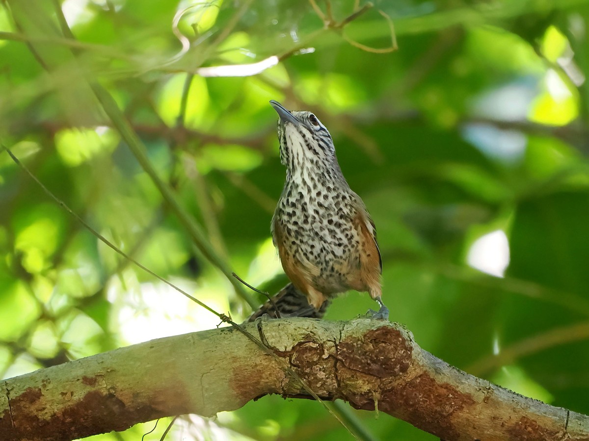 Fleckenbrust-Zaunkönig - ML647333148