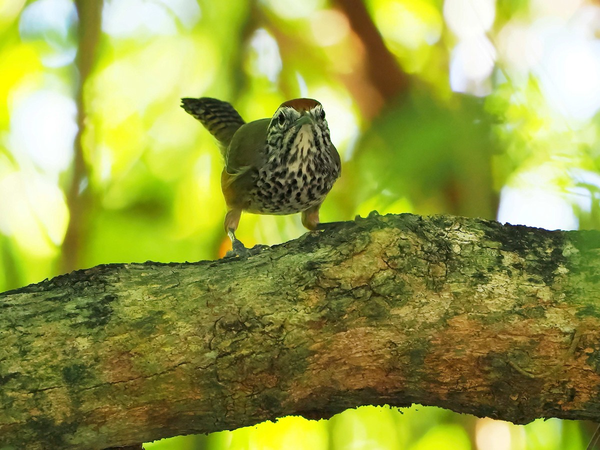 Fleckenbrust-Zaunkönig - ML647333149