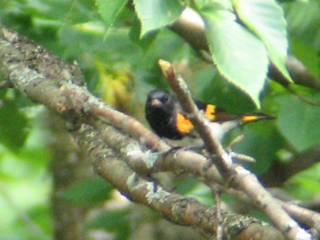 סבכון חכלילי - ML647333150