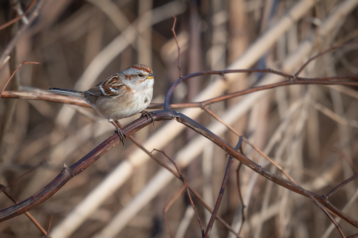 American Tree Sparrow - ML647333154