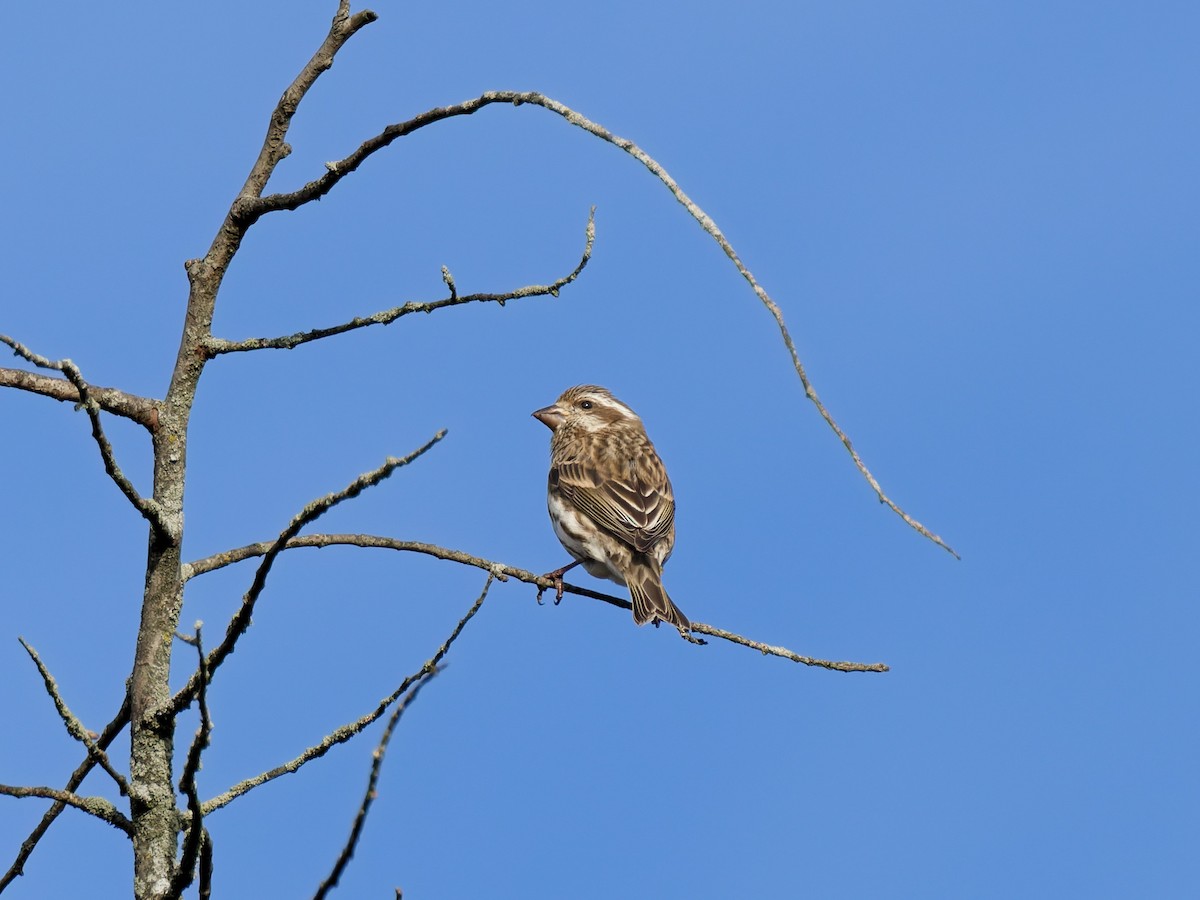 Purple Finch - ML647333158
