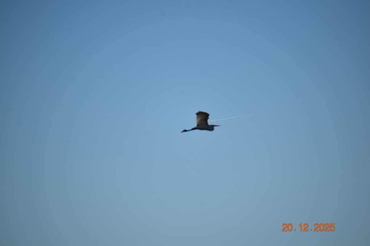 Great Egret - ML647333159