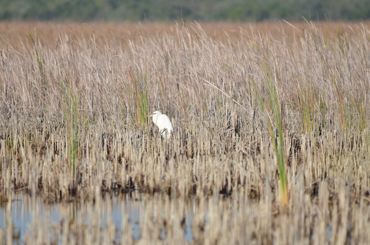 Great Blue Heron (Great White) - ML647333163
