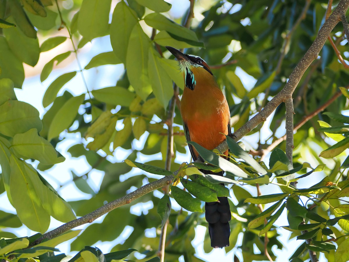 Момот рудочеревий - ML647333171