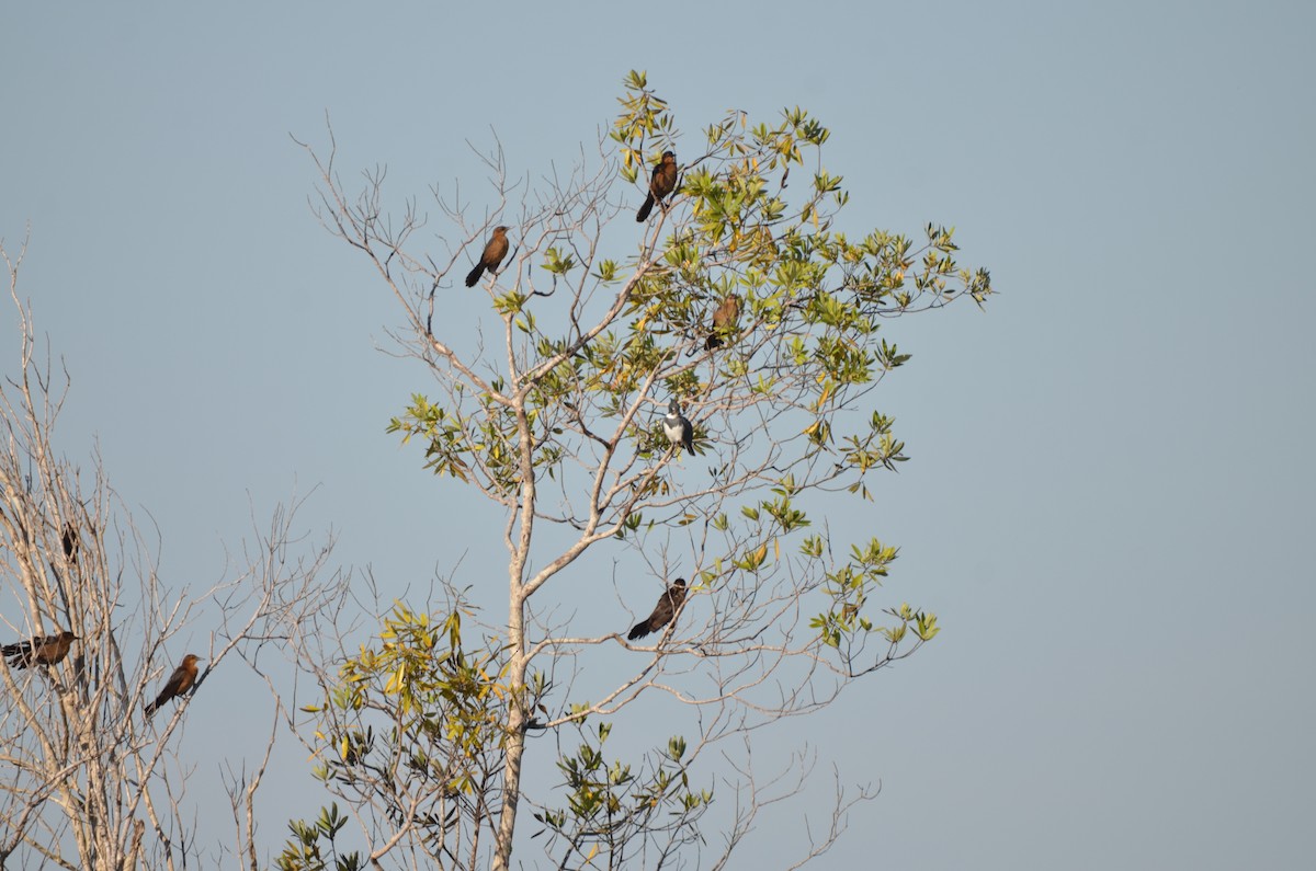 שלדג אמריקני - ML647333178
