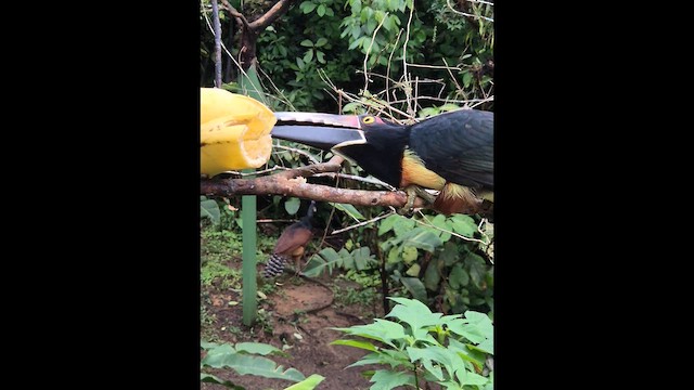 Kuşaklı Arasari - ML647333189