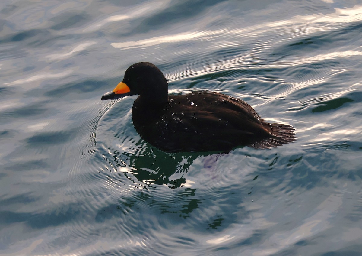 Amerika Kara Ördeği - ML647333191