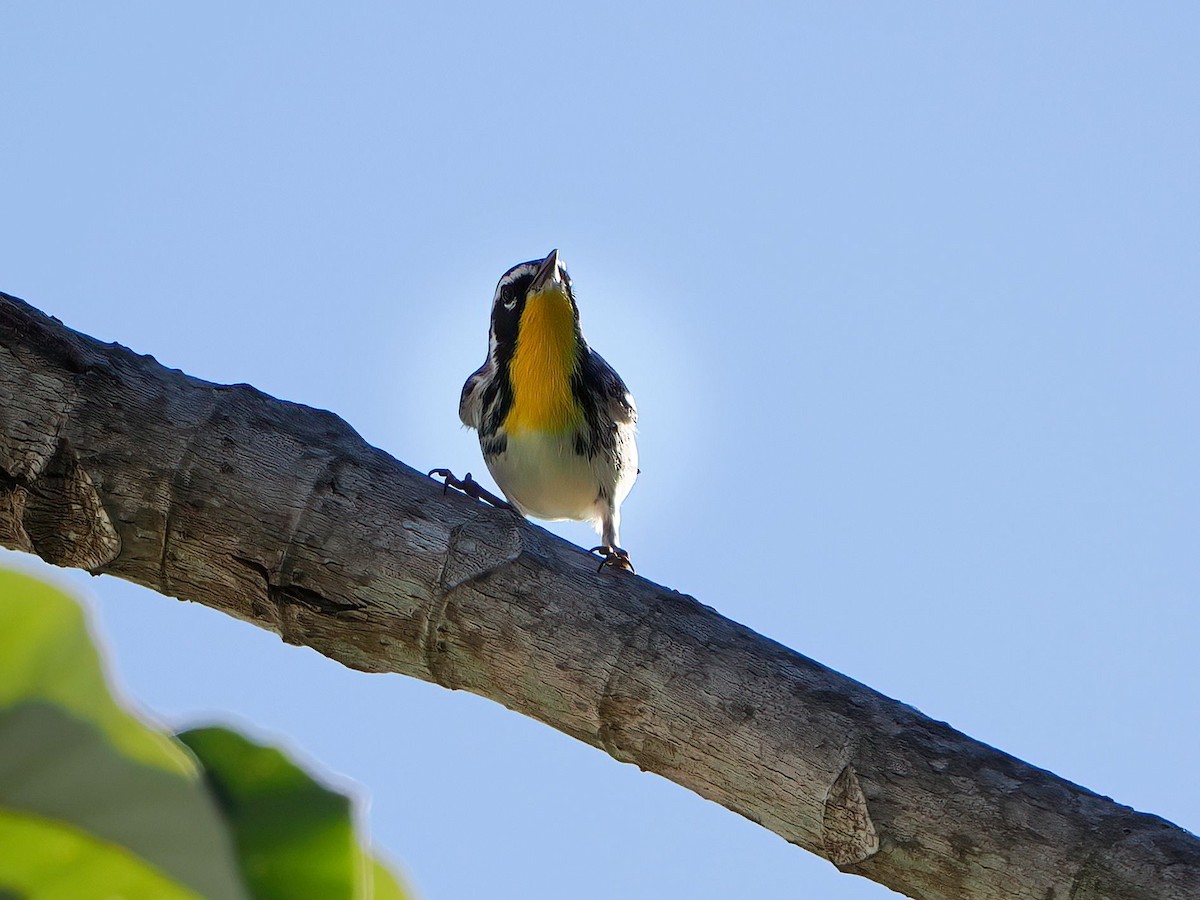 Yellow-throated Warbler - ML647333195