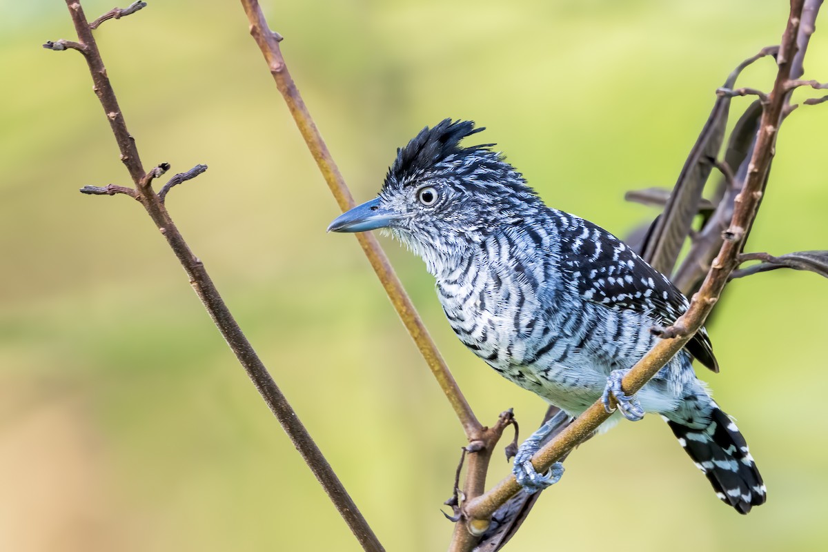 Barred Antshrike - ML647333196
