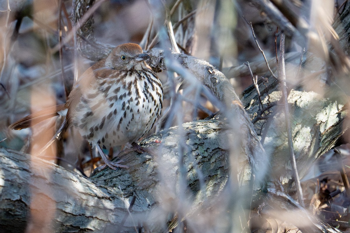 Brown Thrasher - ML647333205
