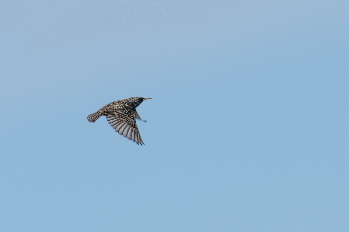 European Starling - ML647333220