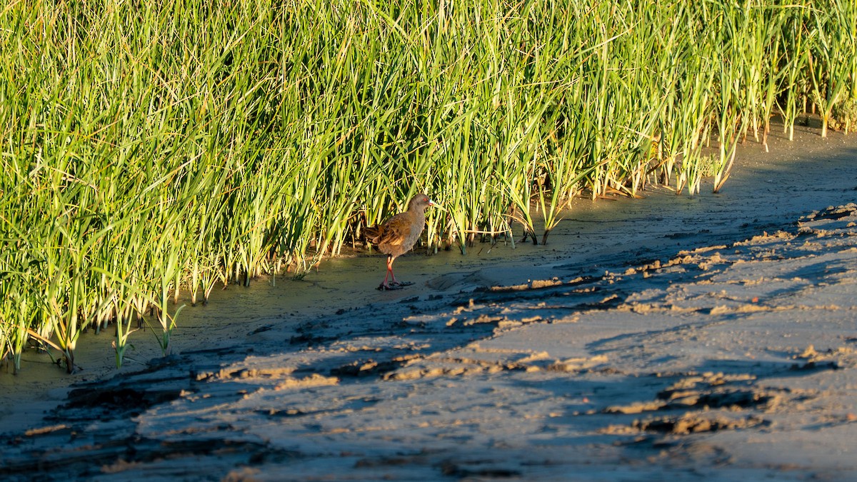 Kurşuni Sukılavuzu - ML647333221