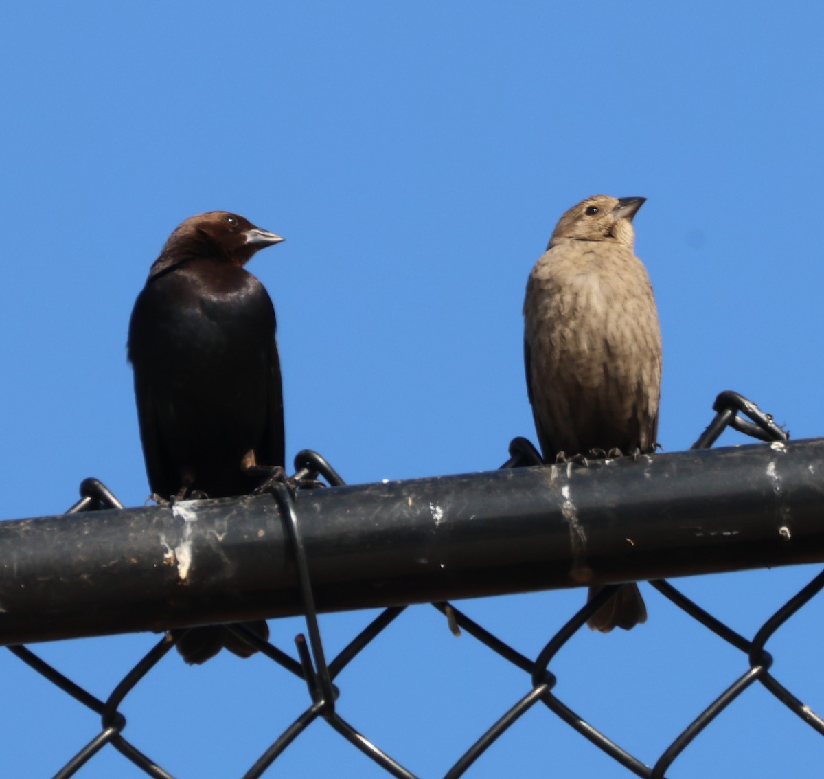 Brown-headed Cowbird - ML647333228