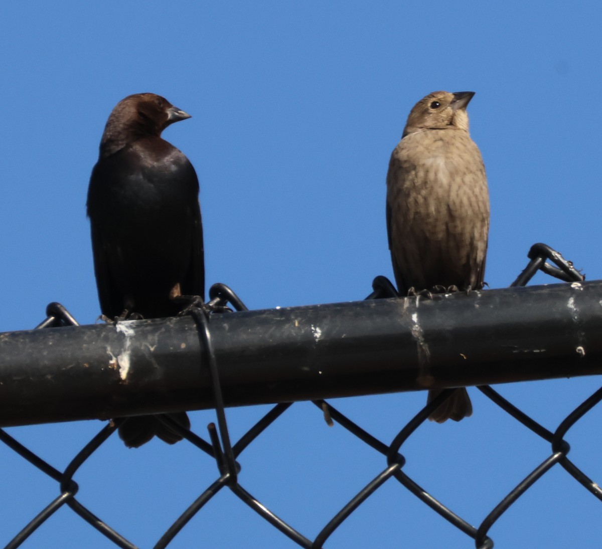 Brown-headed Cowbird - ML647333229