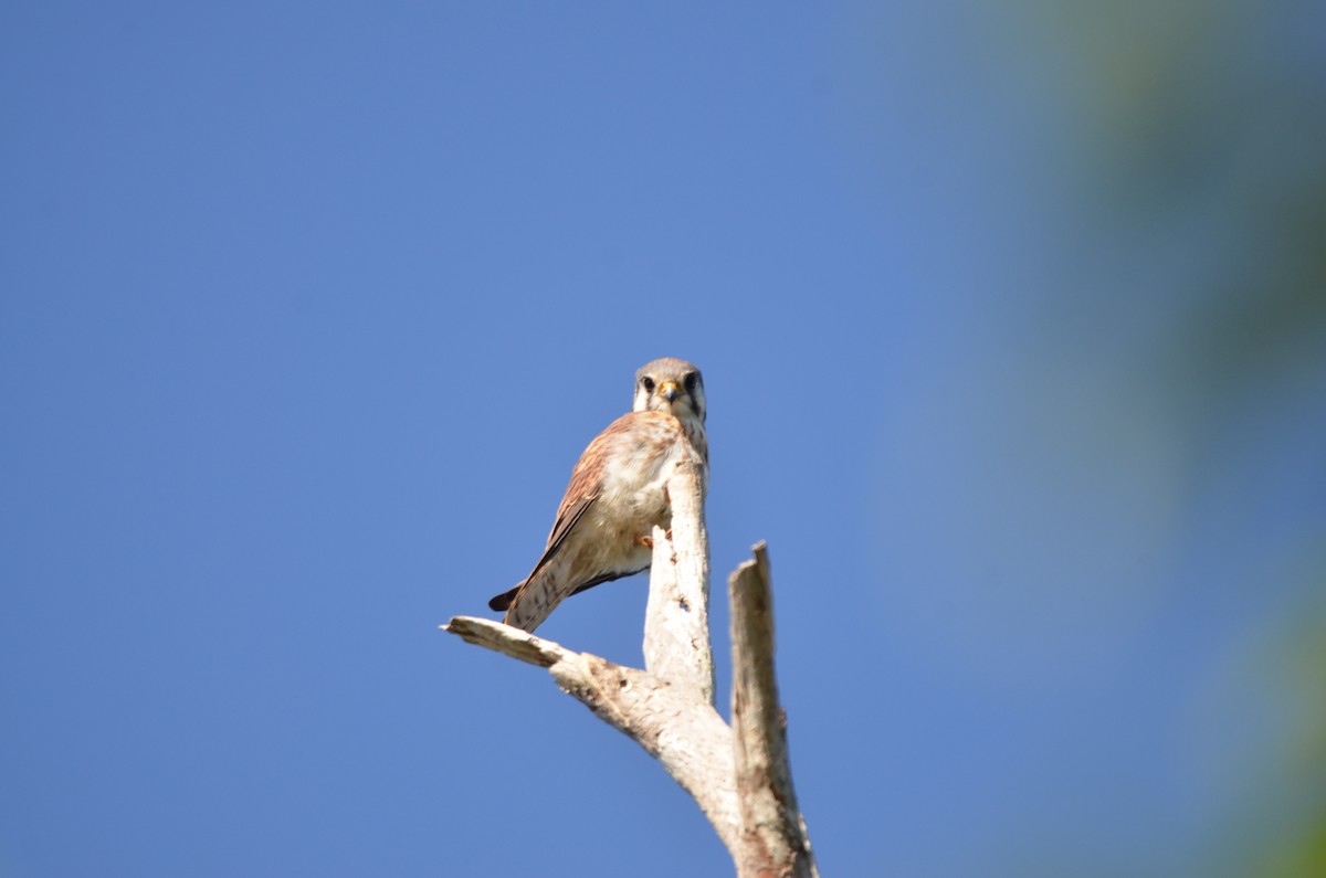 American Kestrel - ML647333230