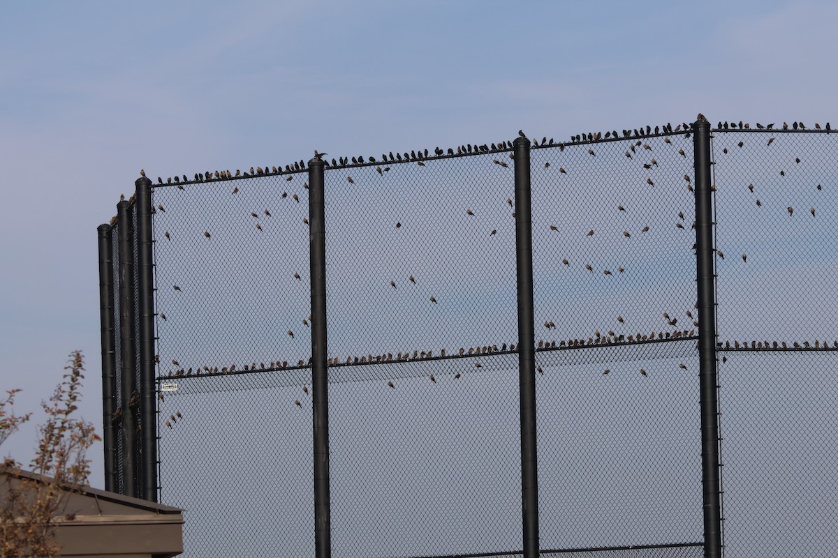 Brown-headed Cowbird - ML647333231