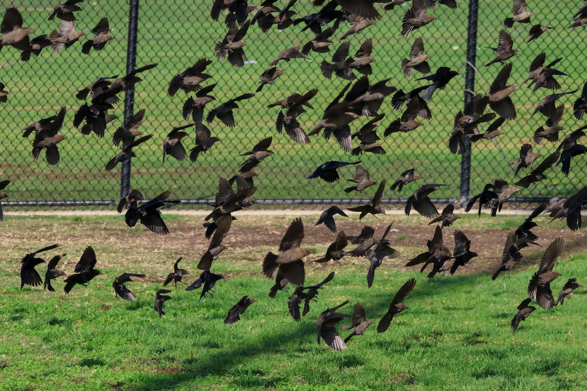 Brown-headed Cowbird - ML647333232