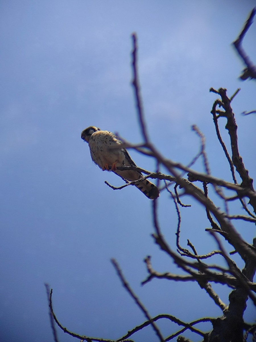 American Kestrel - ML647333234