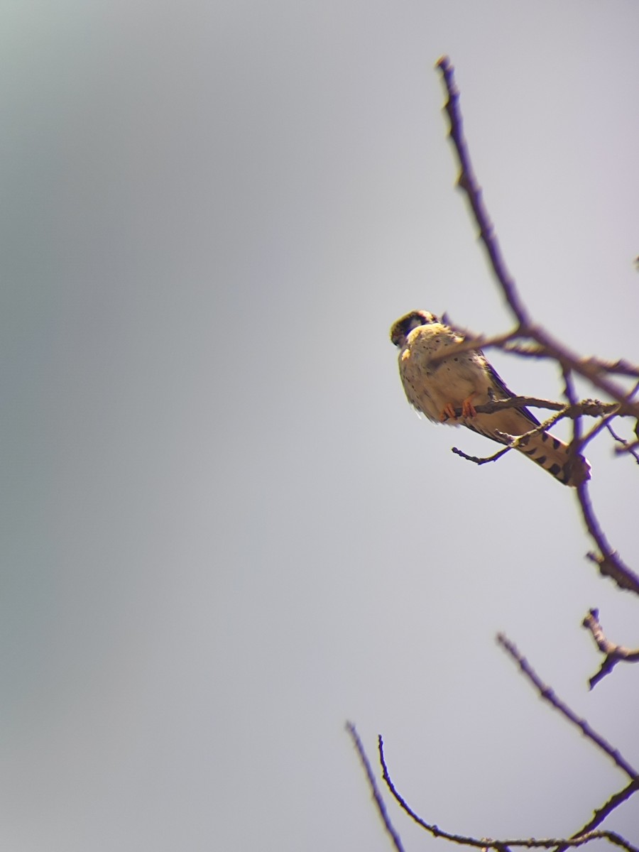 American Kestrel - ML647333235