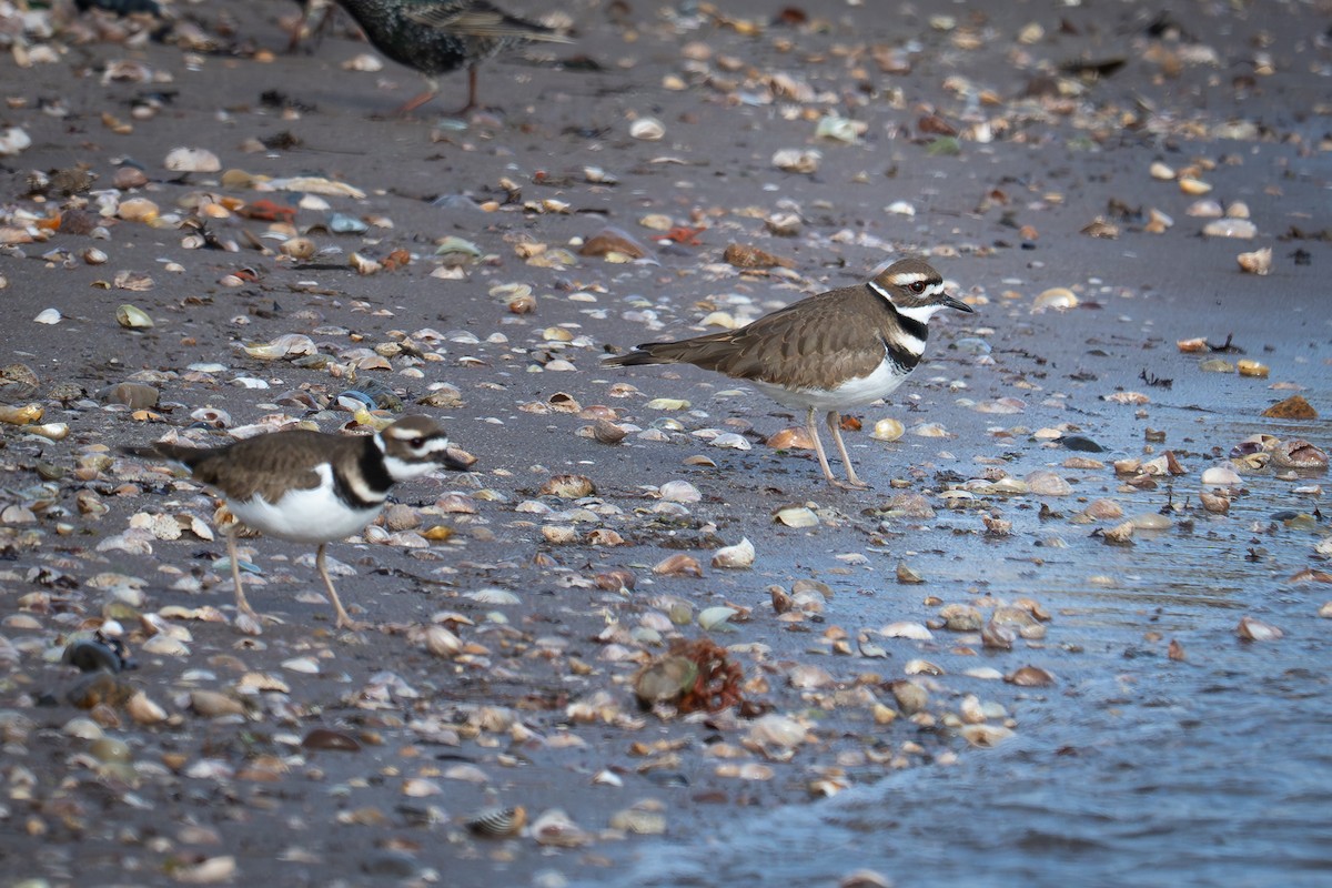 Killdeer - ML647333245