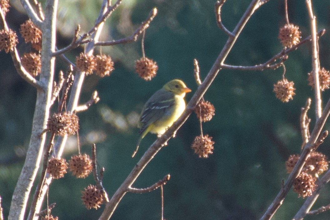 Western Tanager - ML647333248