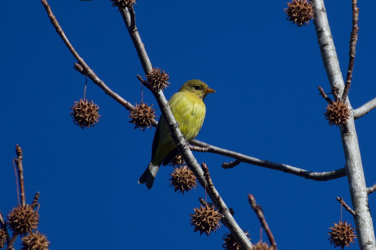 Western Tanager - ML647333249