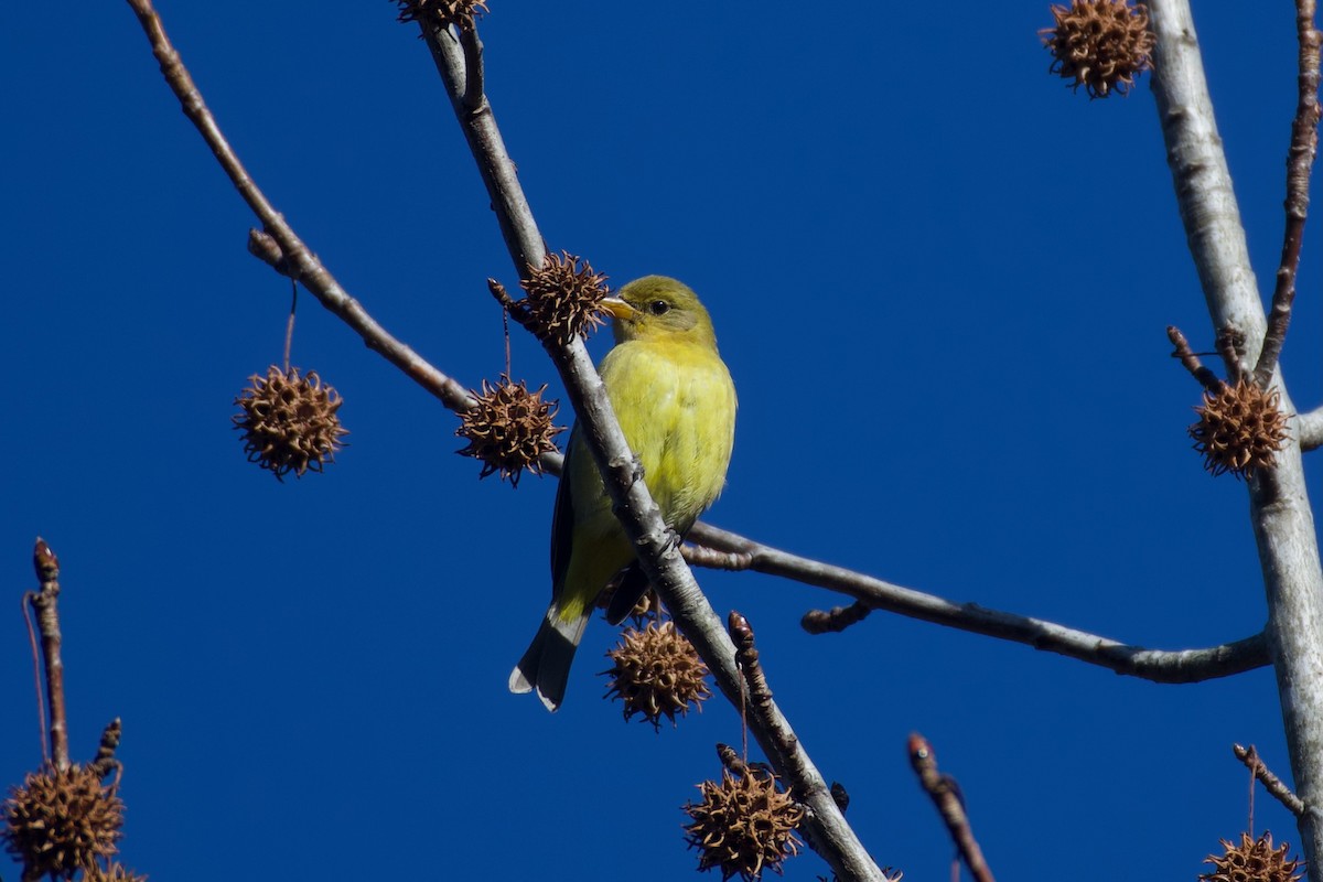 Western Tanager - ML647333250