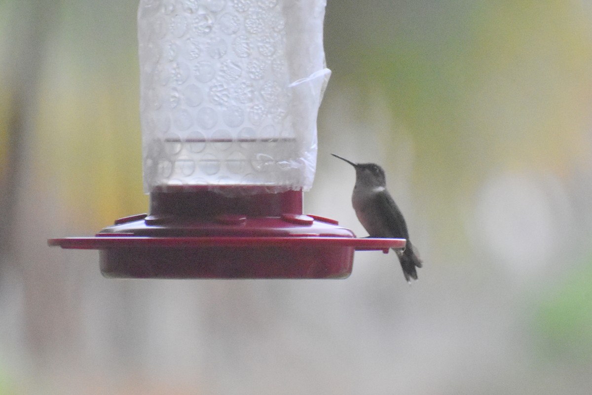 Ruby-throated Hummingbird - ML647333251