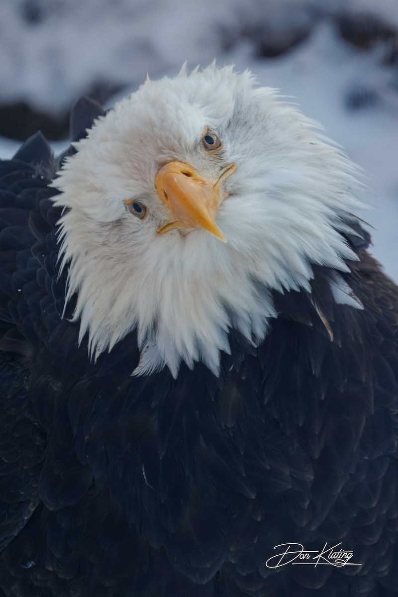 Орлан білоголовий - ML647333254