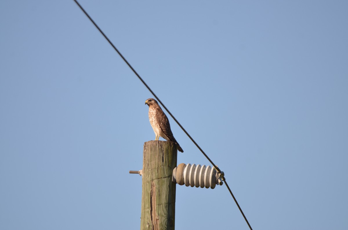 Red-shouldered Hawk - ML647333257