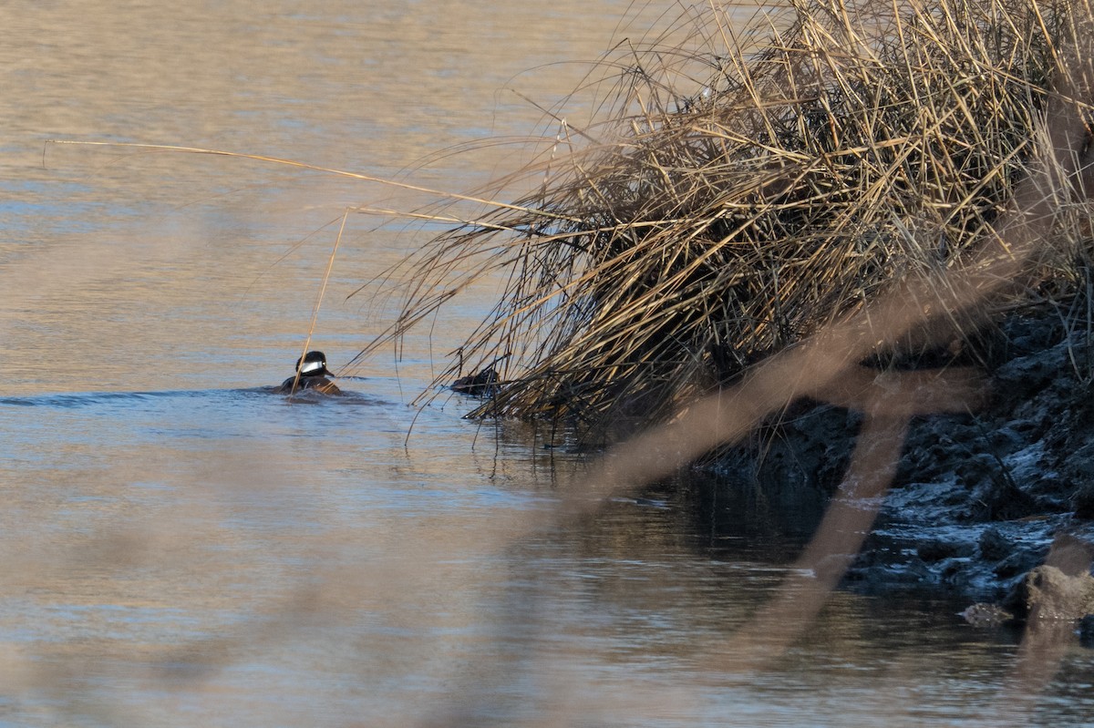 Hooded Merganser - ML647333261