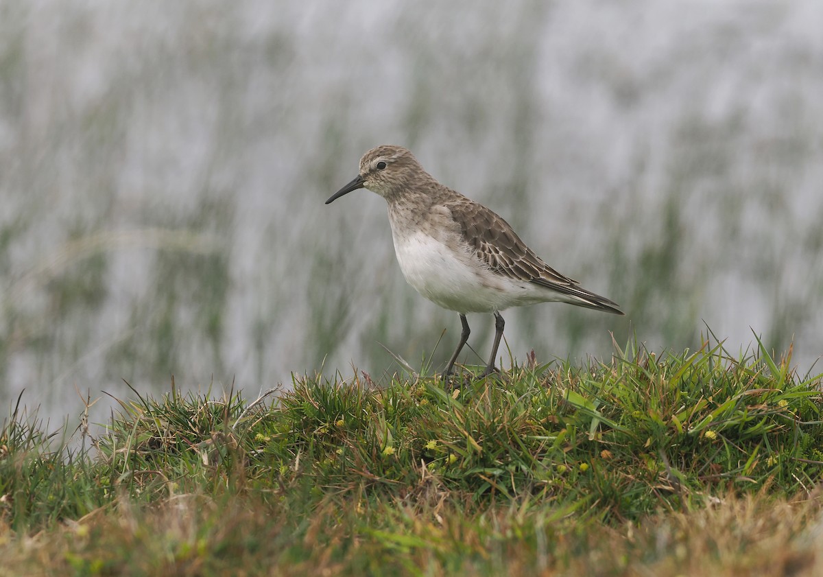 Бонапартов песочник - ML647333266