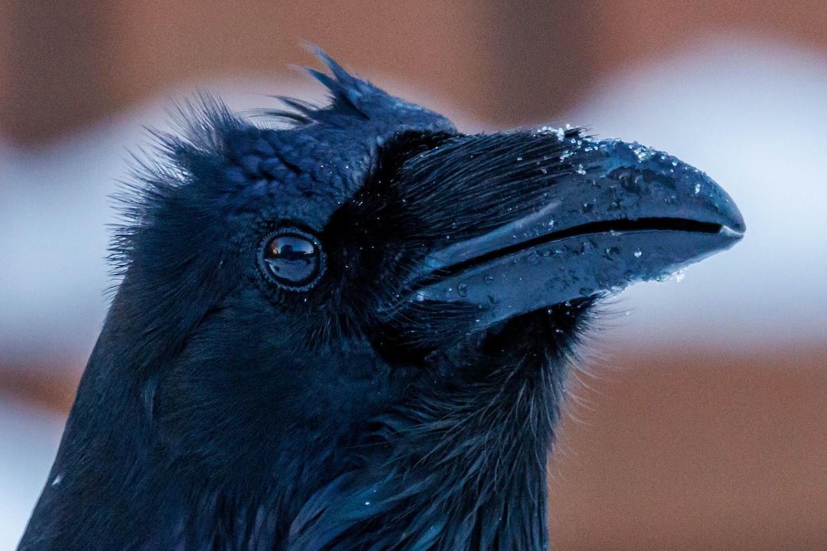 Common Raven - ML647333269