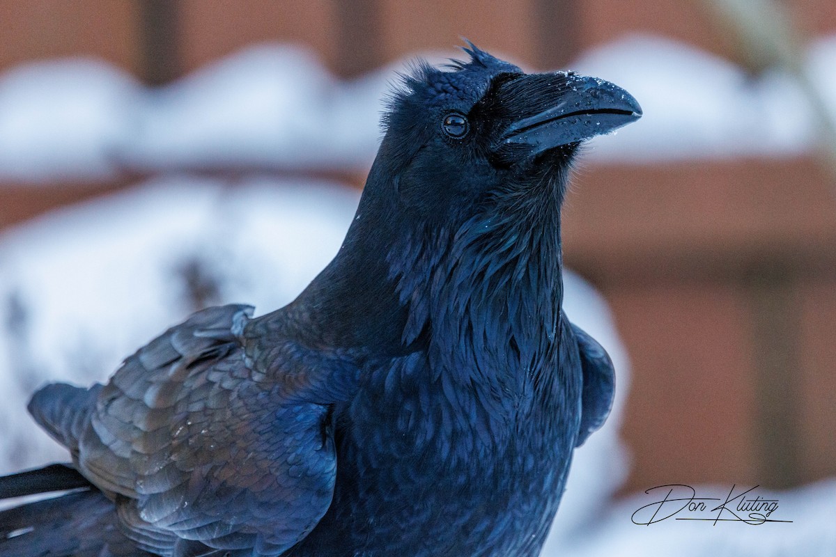 Common Raven - ML647333270