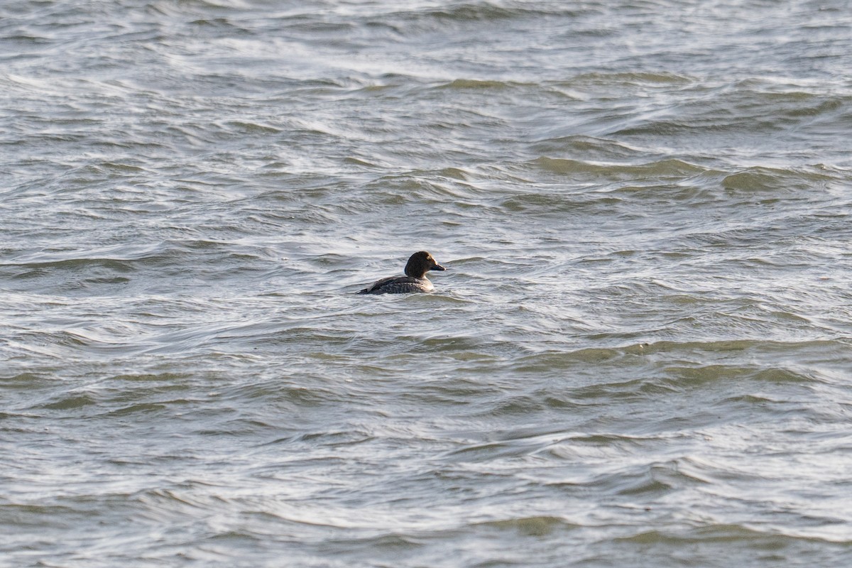 Common Goldeneye - ML647333285