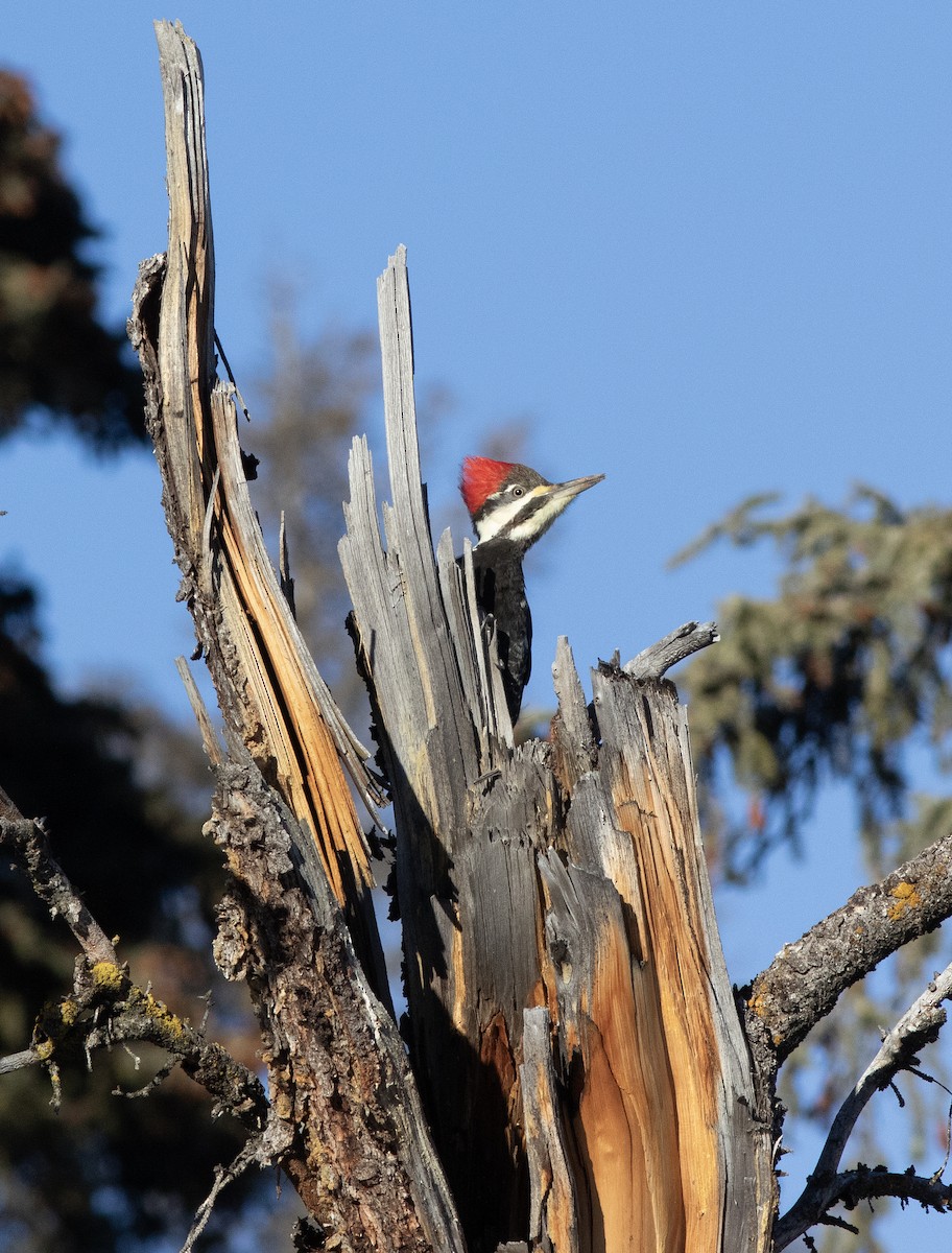 Pileated Woodpecker - ML647333289