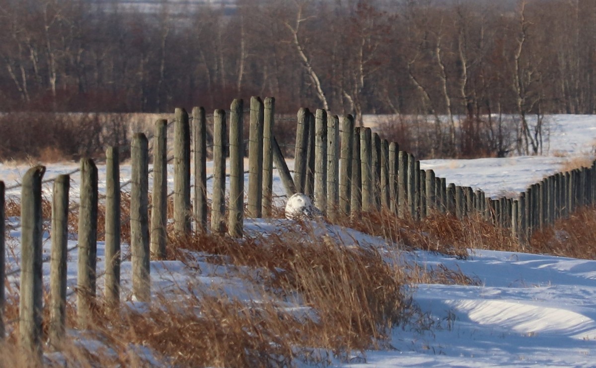 sovice sněžní - ML647333294