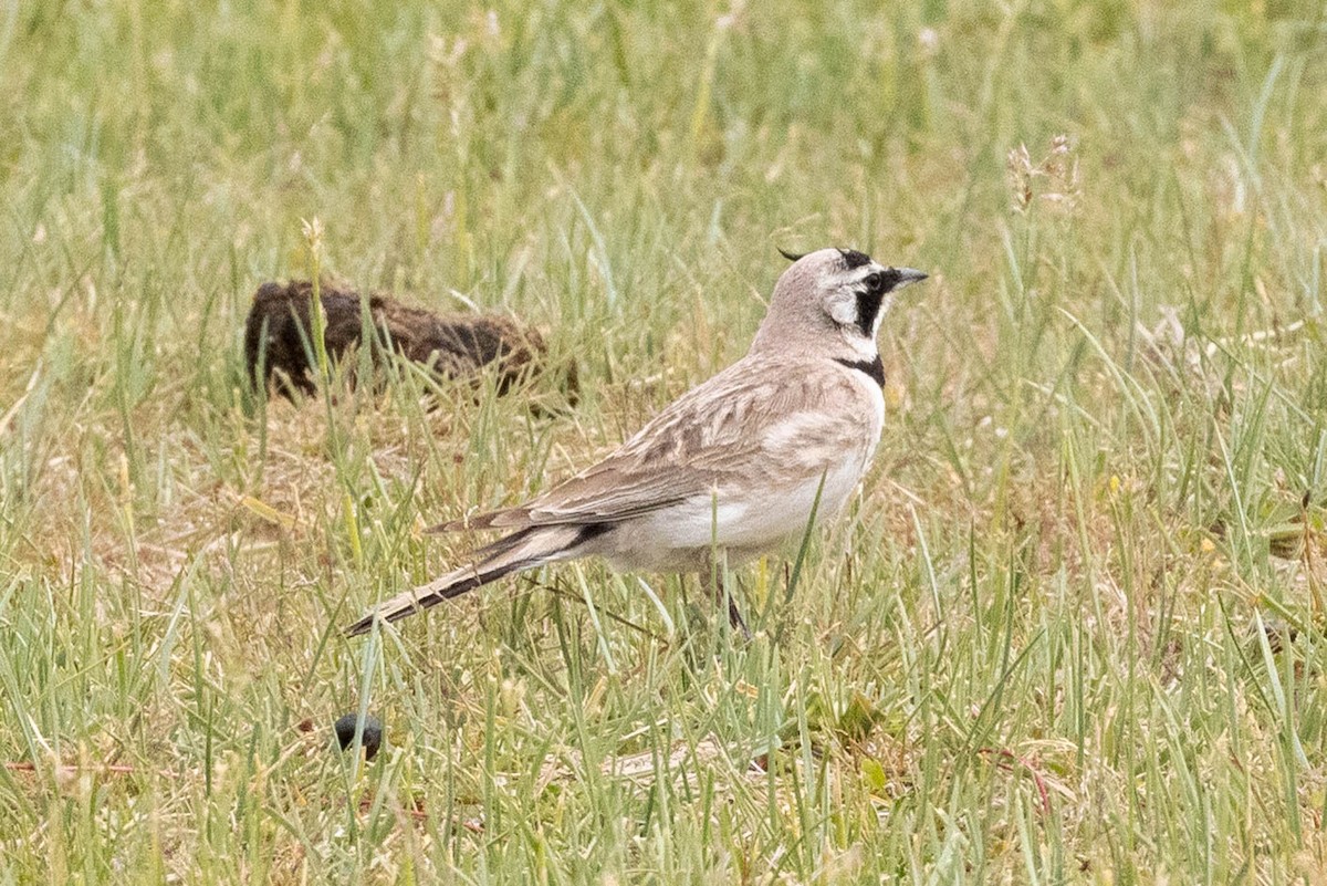 Alondra Cornuda - ML647333295