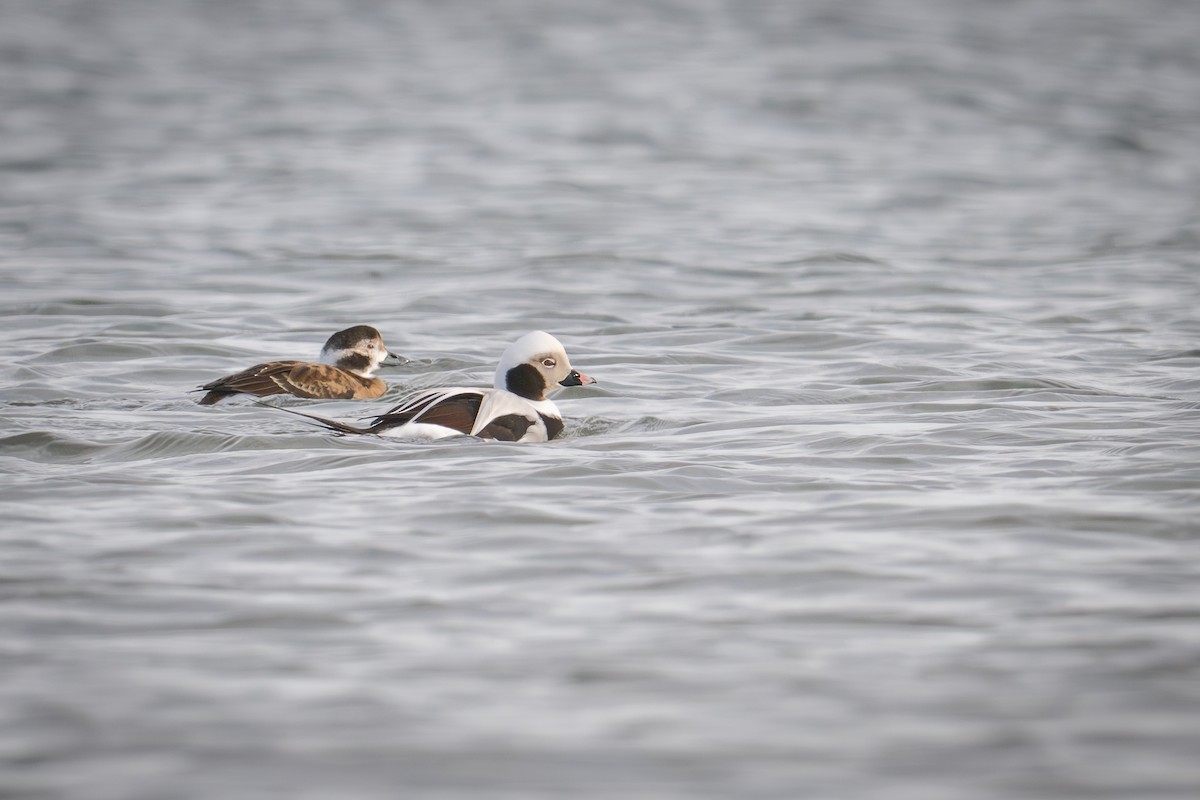 Long-tailed Duck - ML647333296