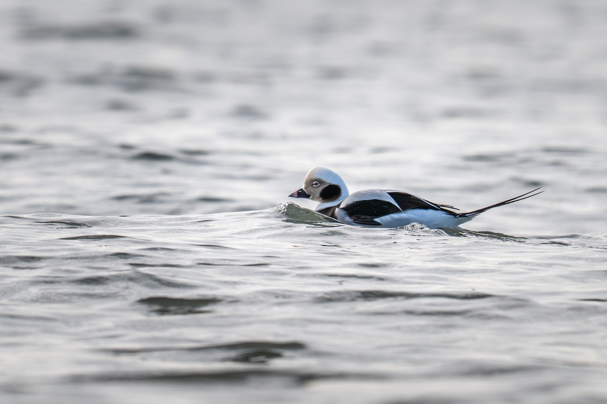 Long-tailed Duck - ML647333297