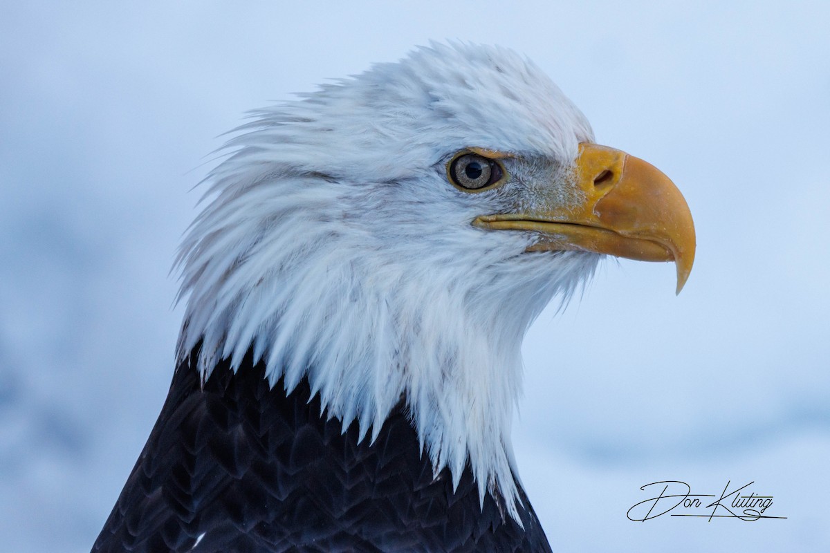 Орлан білоголовий - ML647333298