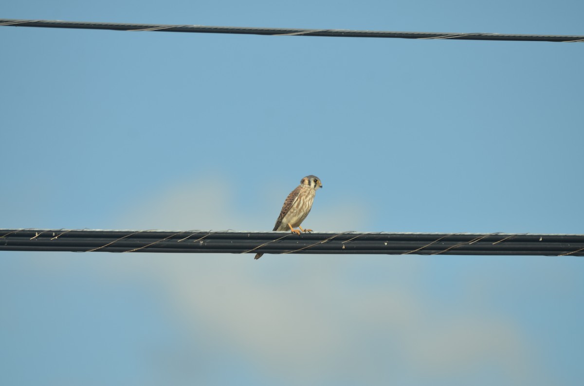 American Kestrel - ML647333300