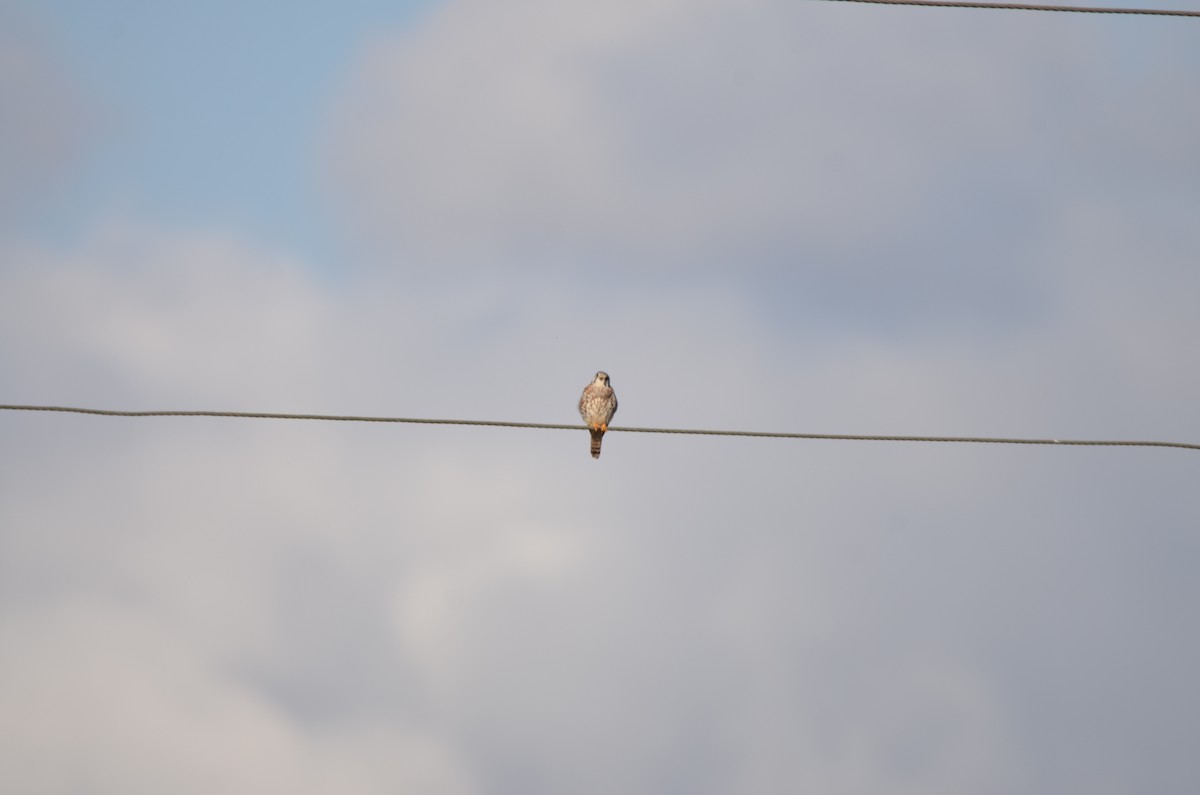 American Kestrel - ML647333301