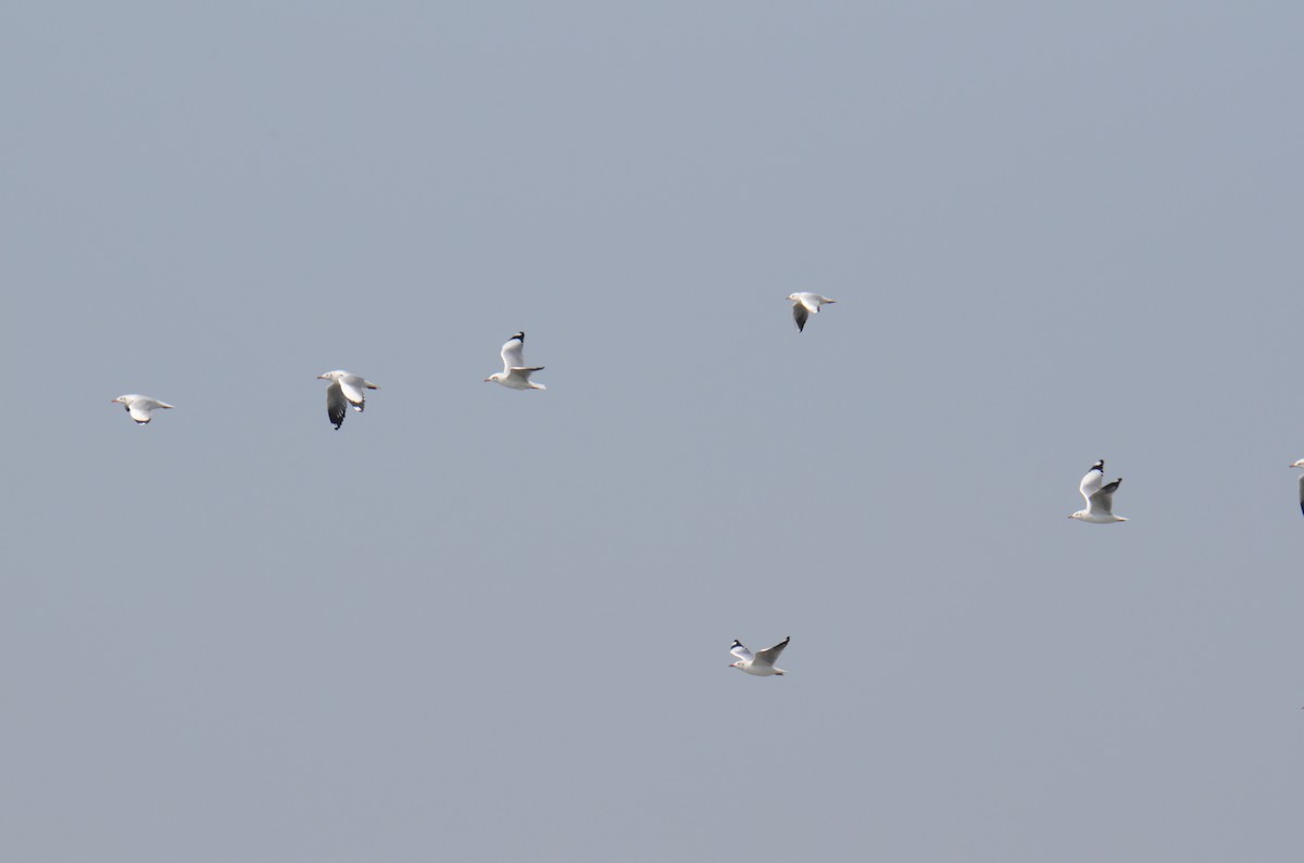 Gaviota Centroasiática - ML647333304